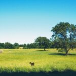 cow in a pasture