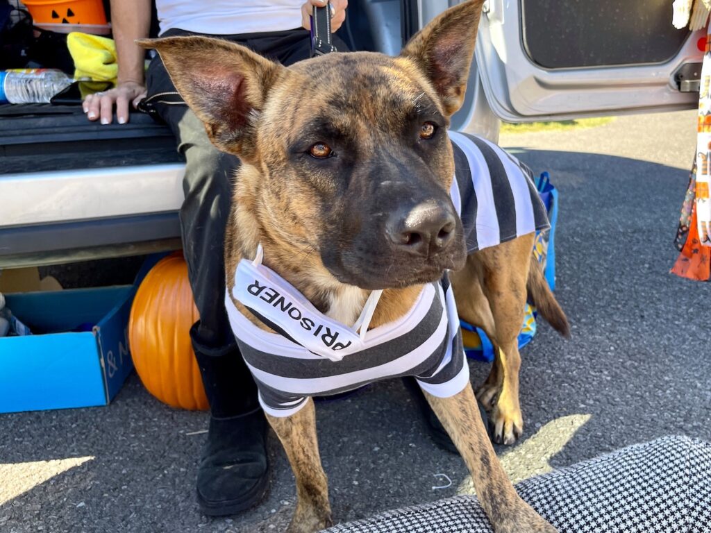 BARKtoberfest